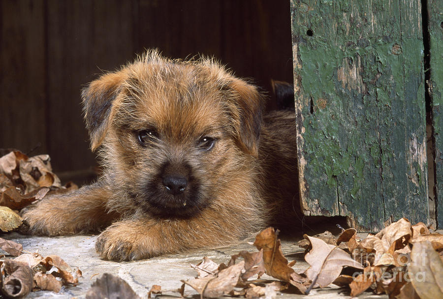 Norfolk Terrier Puppy By Barn Door Photograph by John Daniels