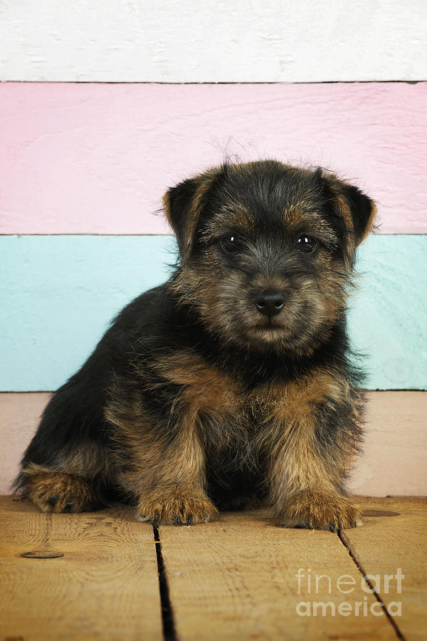 Norfolk sales terrier puppies