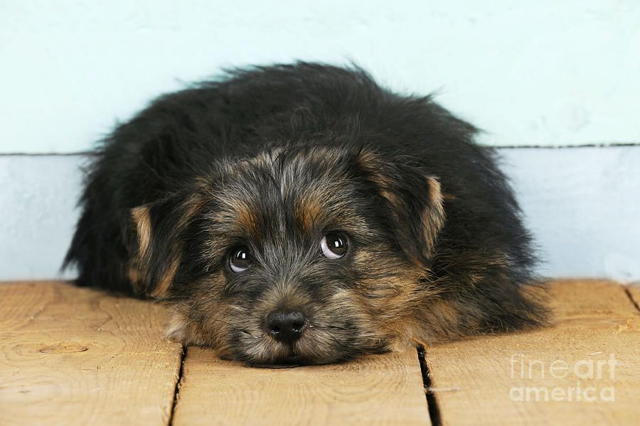 Norfolk Terrier Puppy Photograph By John Daniels