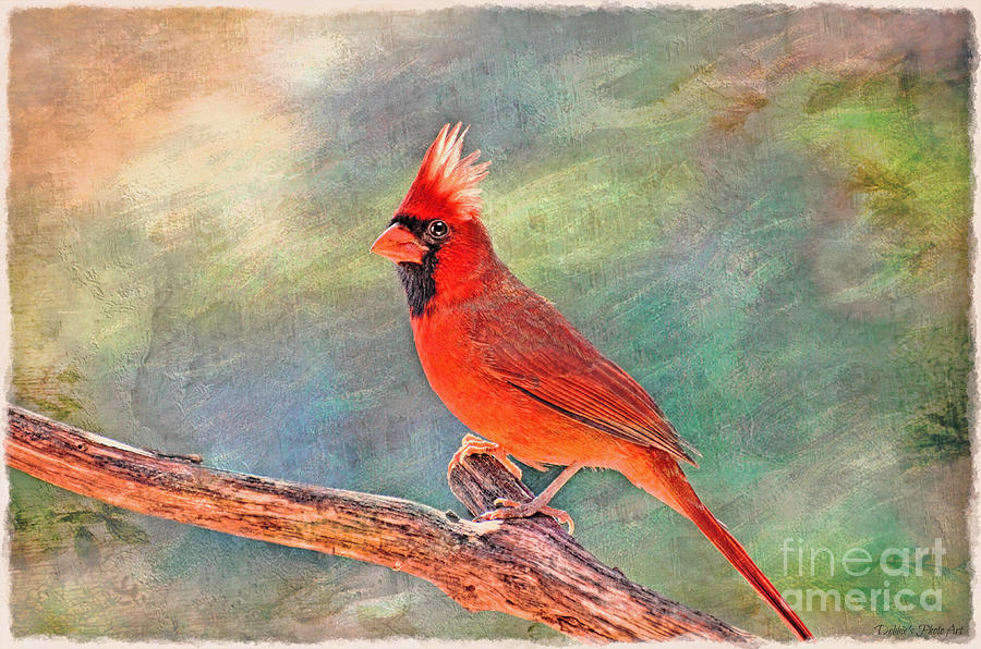 Norghern Cardinal with Bokeh - Digital Paint V Photograph by Debbie Portwood