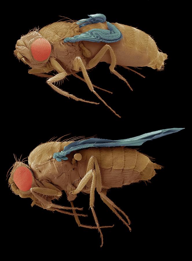 Normal And Mutant Fruit Flies By Steve Gschmeissner/science Photo Library