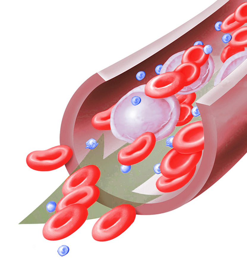Normal Blood Cells, Illustration Photograph by Science Source