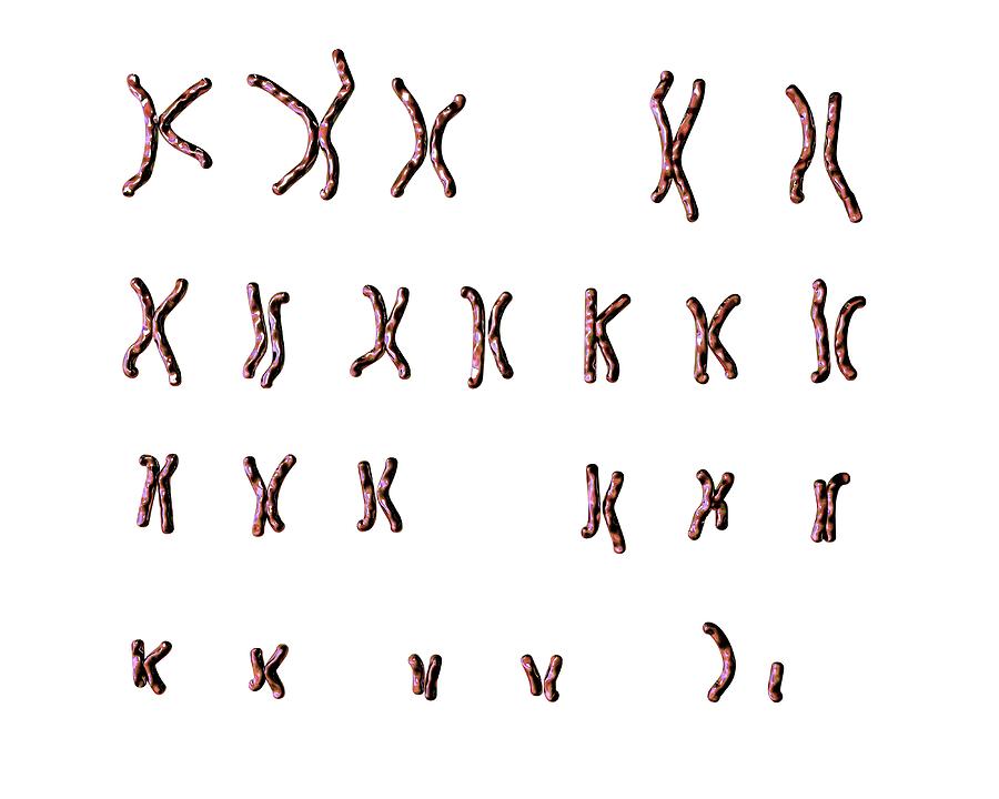 Normal Male Chromosomes by Kateryna Kon/science Photo Library