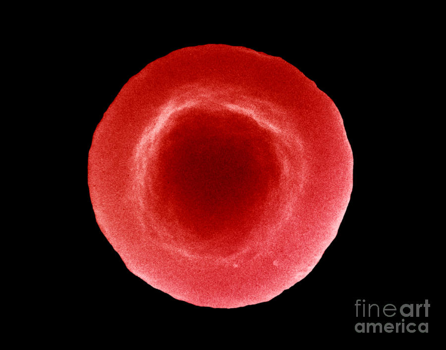 Normal Red Blood Cell Photograph by David M. Phillips