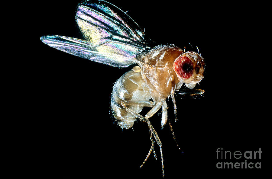 Normal Red-eyed Fruit Fly Photograph by Darwin Dale