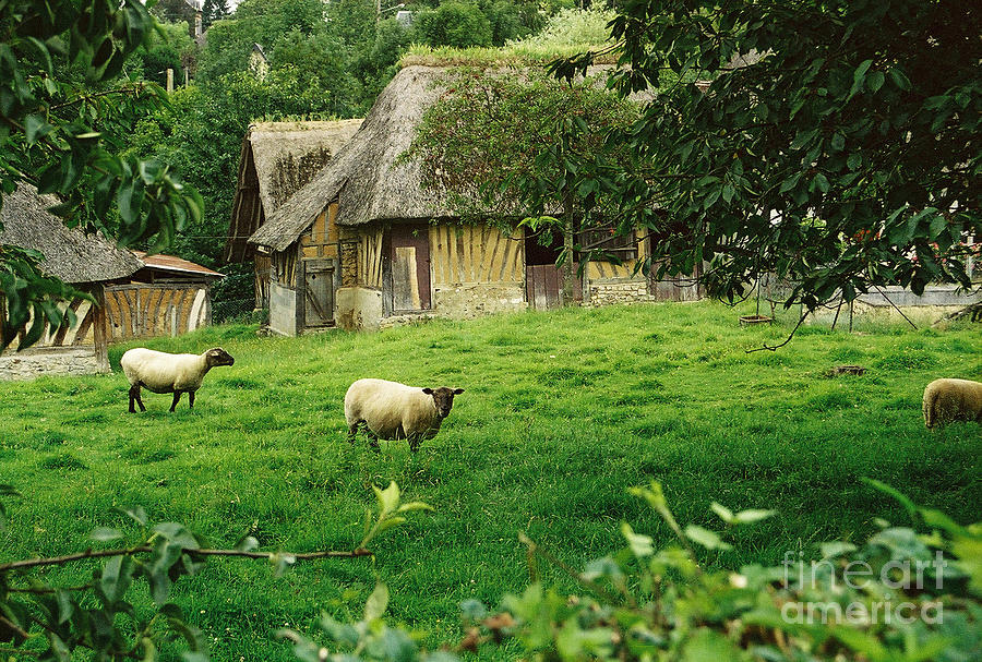 Sheep Photograph - Normandy Countryside by Holly C. Freeman