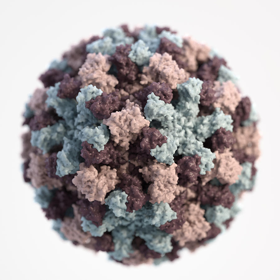 Norovirus, 3d Model Photograph by Science Source