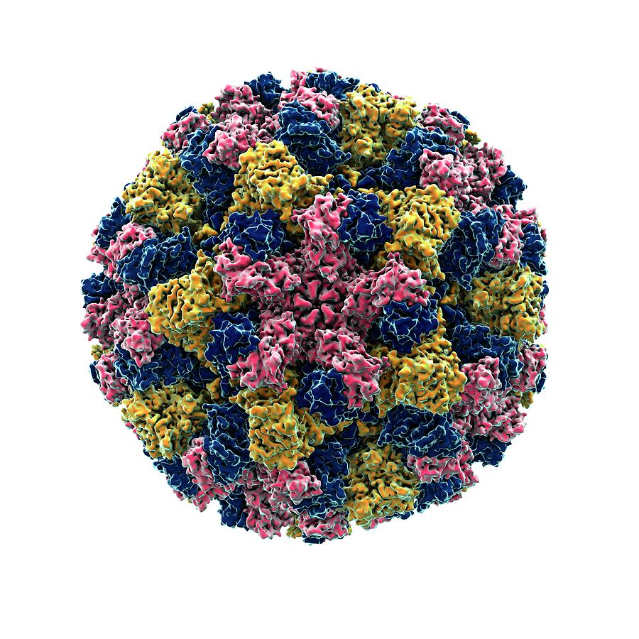 Norovirus Particle Photograph by Animate4.com/science Photo Libary ...