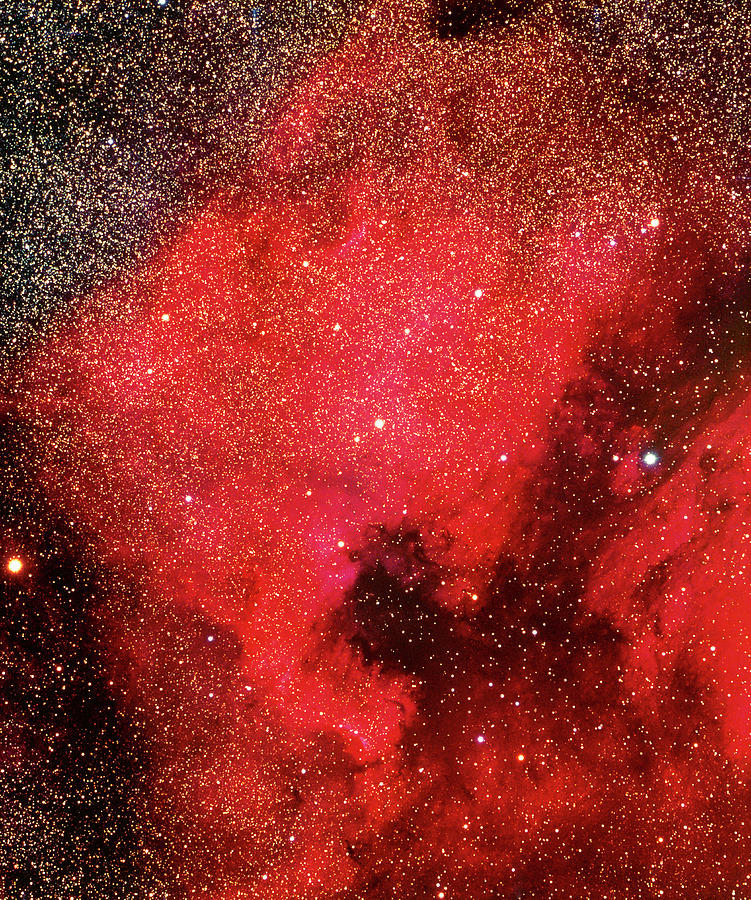 North America Nebula Photograph by Tony & Daphne Hallas/science Photo Library