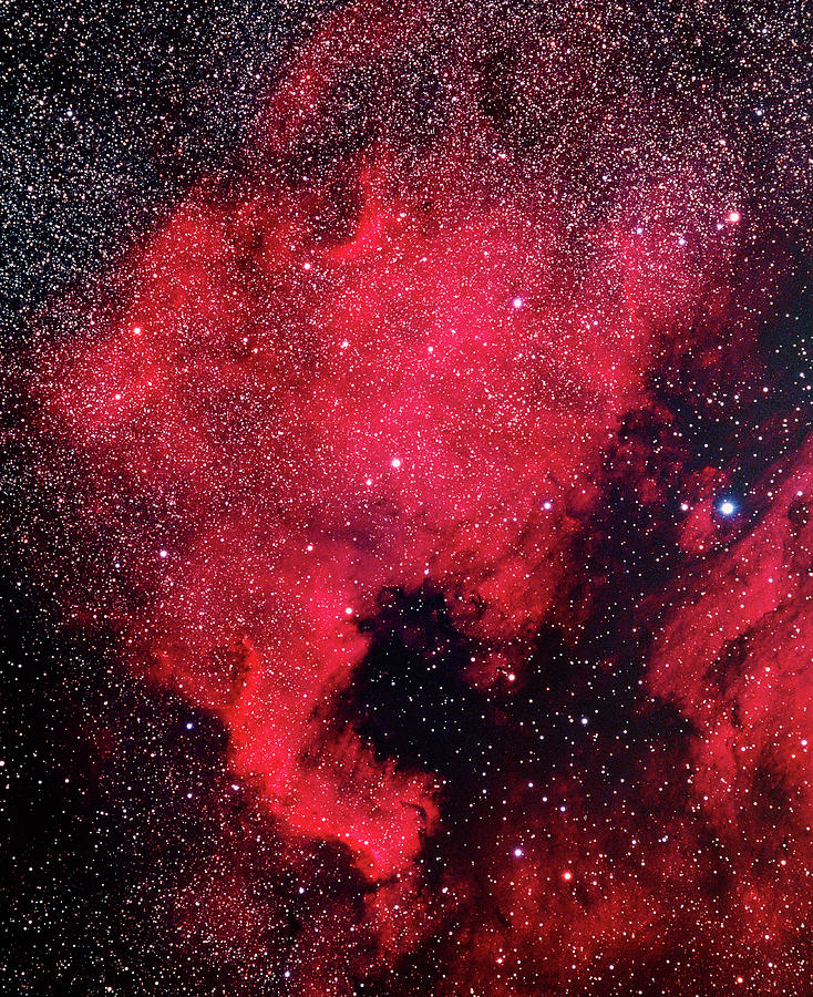 North America Nebula Photograph by Tony Hallas/science Photo Library