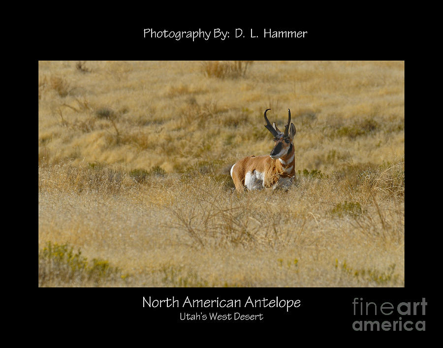 North American Antelope Photograph by Dennis Hammer