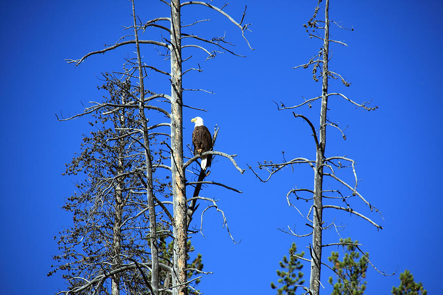 North American Bald Eagle Photograph by Aidan Moran
