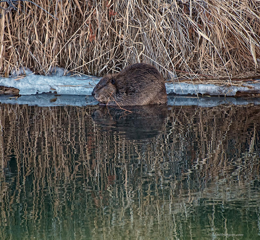 North American Beaver Photograph by Britt Runyon