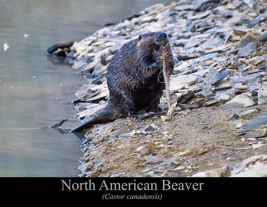 Beaver Digital Art - North American Beaver by Flees Photos