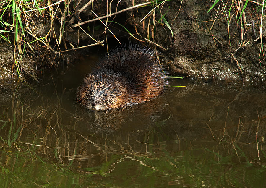 North American Beaver Photograph by Sharon Talson