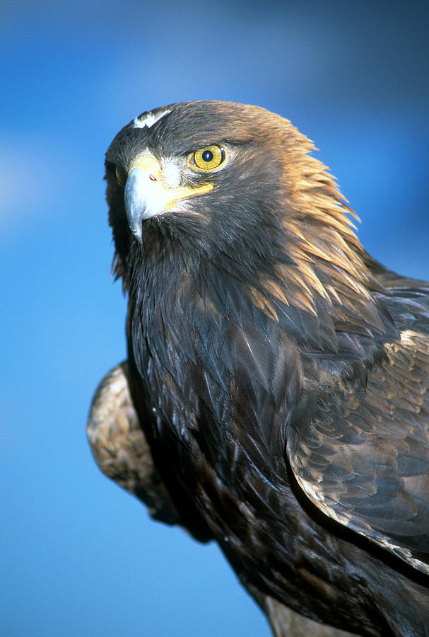 North American Golden Eagle