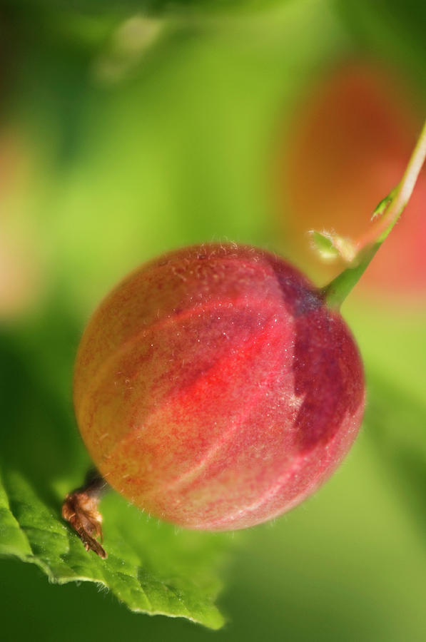 North American Gooseberry Photograph by Maria Mosolova/science Photo ...