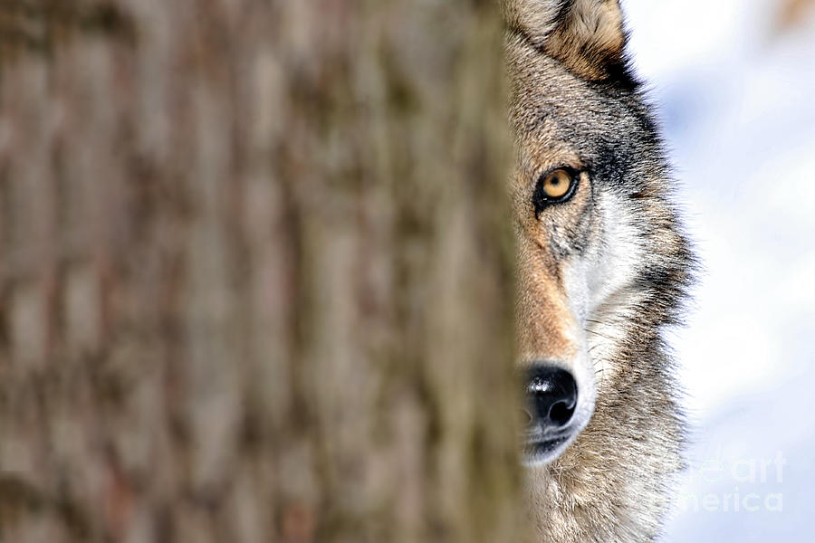 North American gray wolf behind tree Photograph by Dan Friend