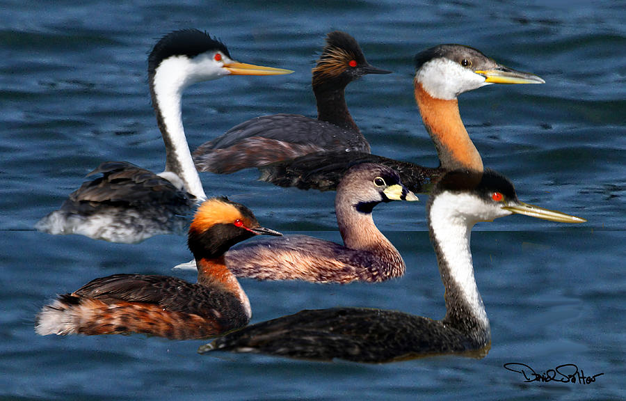 North American Grebes Photograph by David Salter