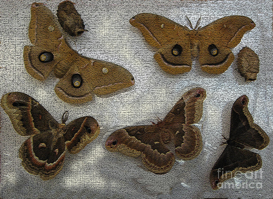 Insects Photograph - North American Large Moth Collection by Conni Schaftenaar