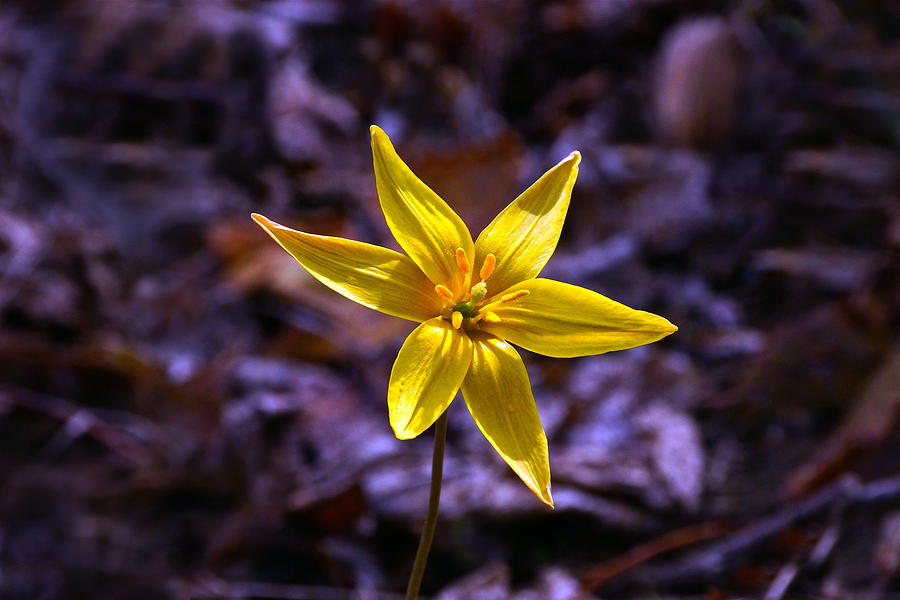 North American Lily Photograph by Byron Varvarigos