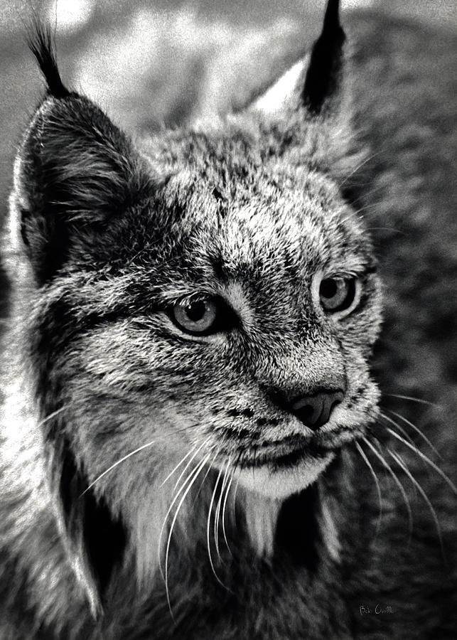North American Lynx In The Wild. Photograph by Bob Orsillo