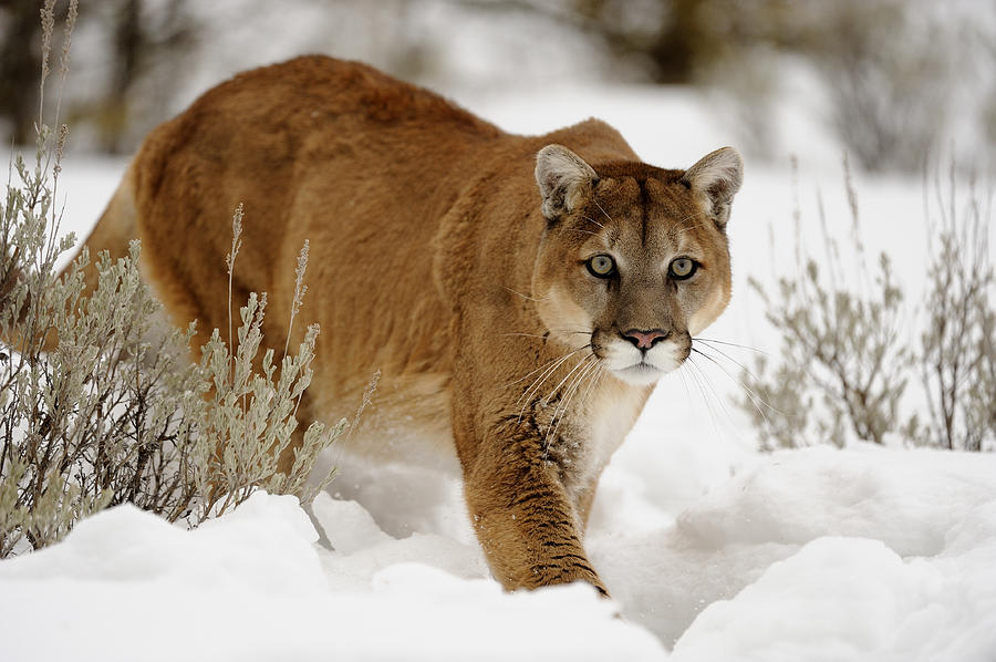 North American Mammals Photograph by Don Johnston