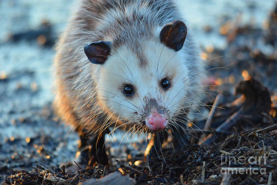 North American Marsupial Photograph by Deanna Cagle - Pixels