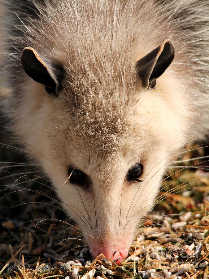 North American Opossum in Winter Photograph by J McCombie