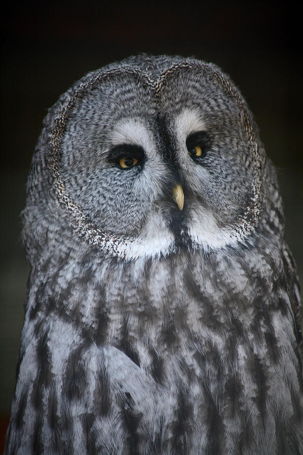 Owl Photograph - North American Owl by Derek Sherwin