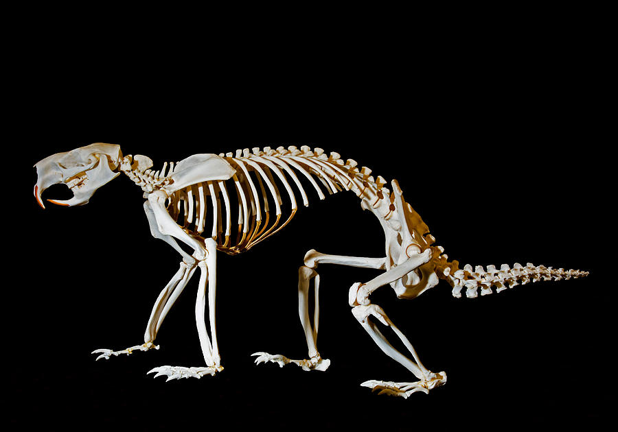 North American Porcupine Skeleton Photograph by Millard H. Sharp