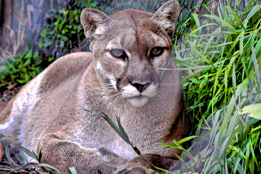 Cougar Photograph - North American Puma by Rusty Jeffries