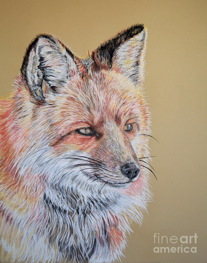Fox Pastel - North American Red Fox by Ann Marie Chaffin Fox Pastel - North American Red Fox by Ann Marie Chaffin