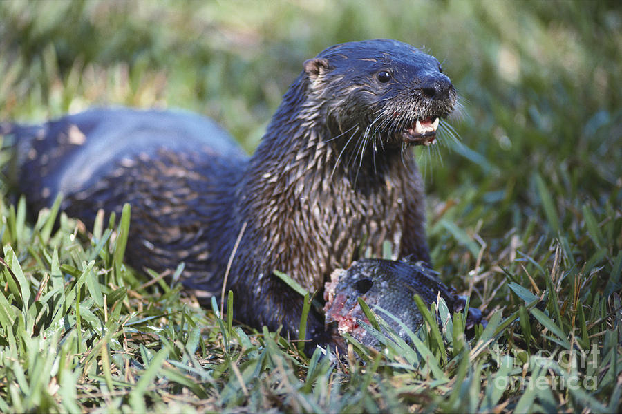 Colby Otter