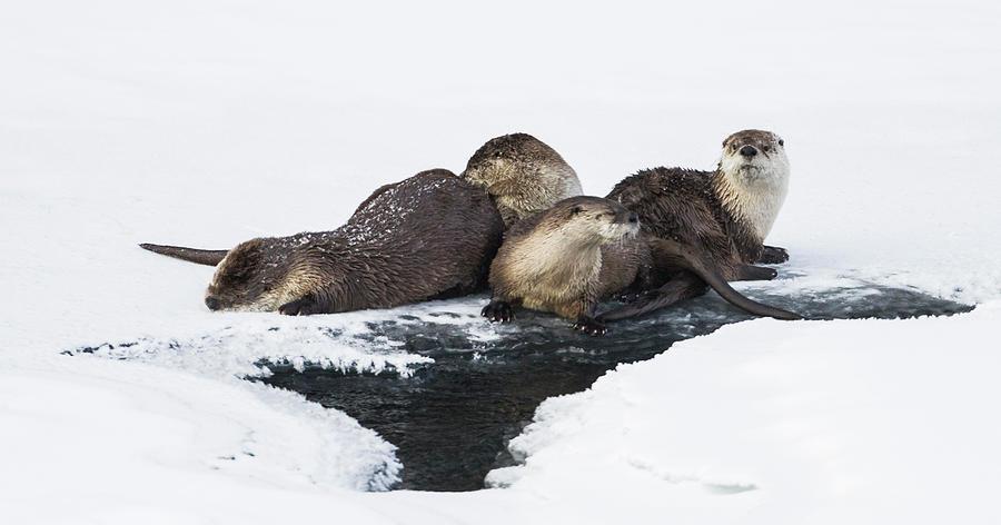 Yellowstone National Park Photograph - North American River Otter Lontra by Josh Miller