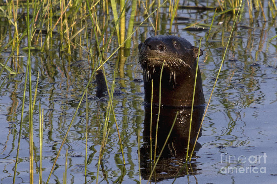 North American River Otter Photograph by Meg Rousher