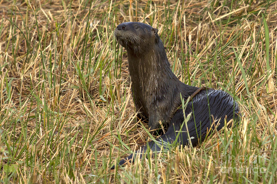North american River Otter Photo Photograph by Meg Rousher