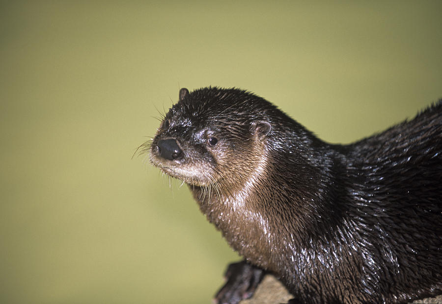 North American River Otter Photograph by Science Photo Library