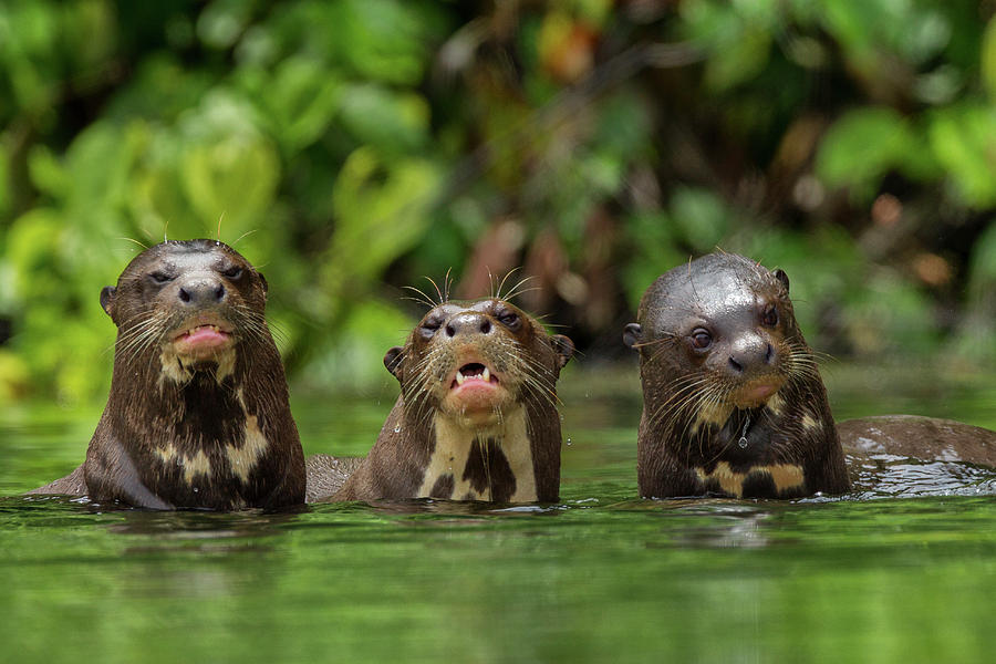 North American River Otters In Grand Photograph by Charlie Hamilton James