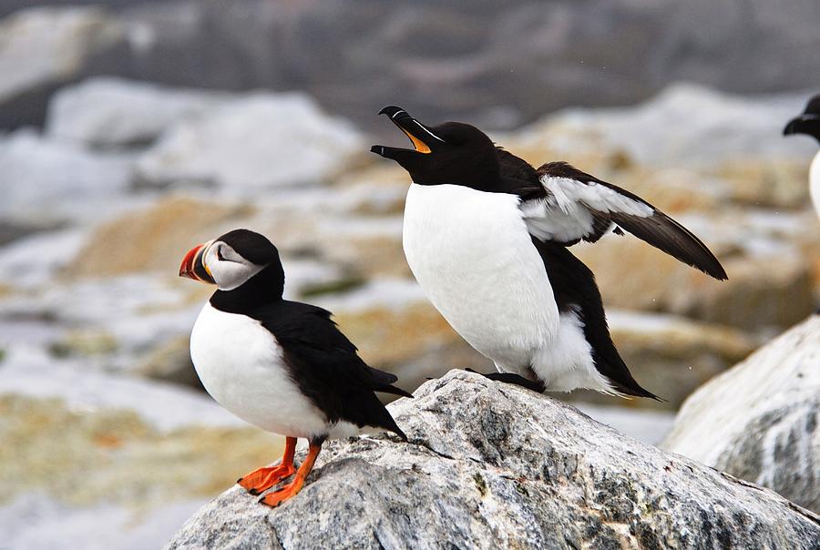 North Atlantic Puffin And Razorbill Photograph by Lena Hatch