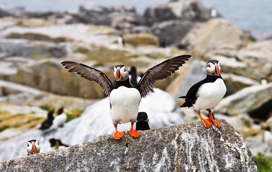 Puffin Photograph - North Atlantic Puffin Colony by Lena Hatch