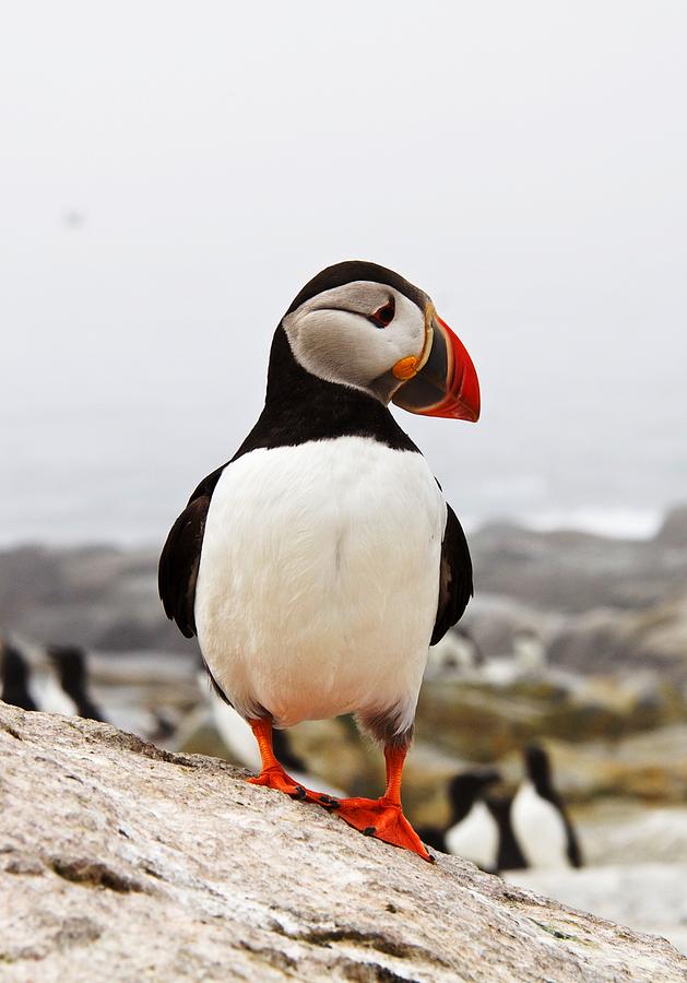 North Atlantic Puffin Gazing Photograph by Lena Hatch