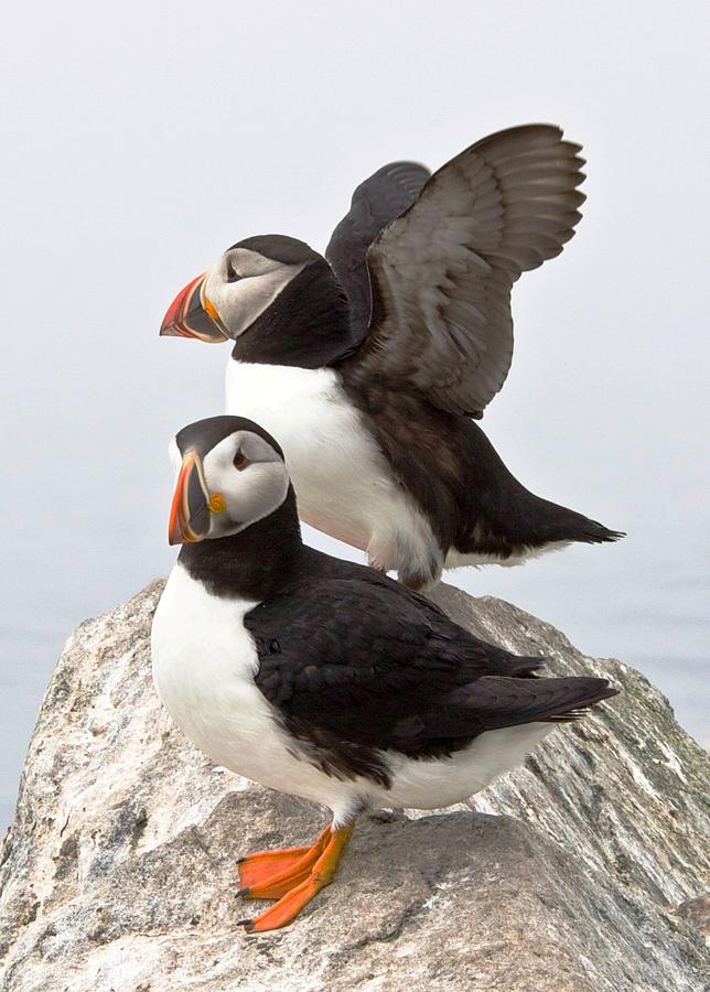 North Atlantic Puffin Pair Photograph by Lena Hatch