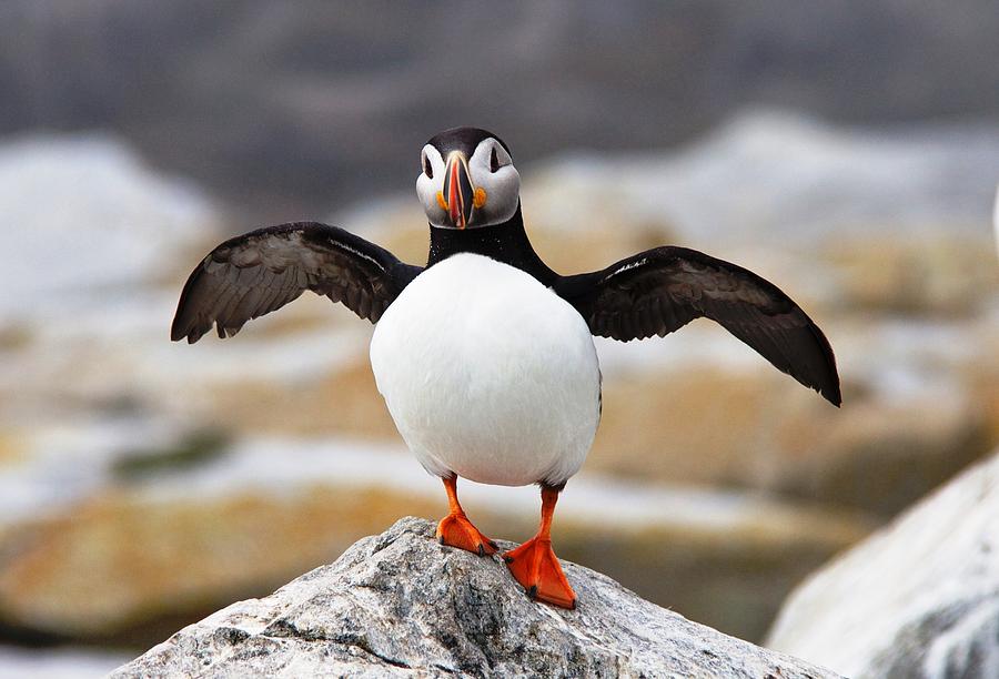 North Atlantic Puffin Spreading Wings Photograph by Lena Hatch - Pixels