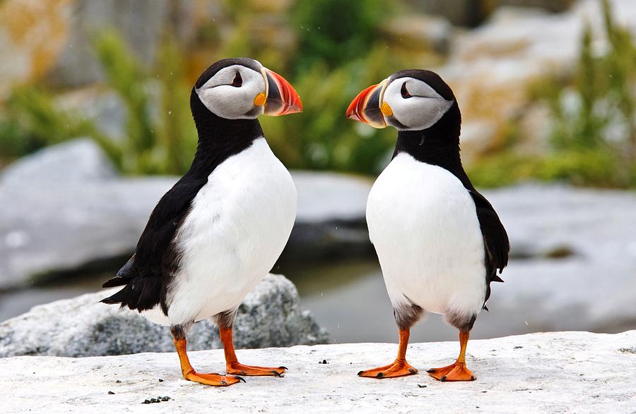 North Atlantic Puffins Couple Photograph by Lena Hatch