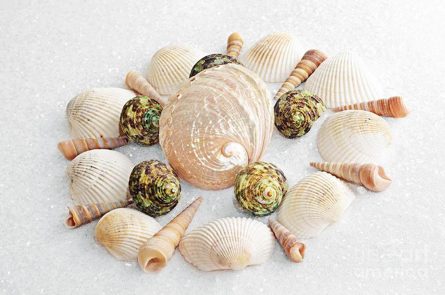 North Carolina Circle Of Sea Shells Photograph by Andee Design