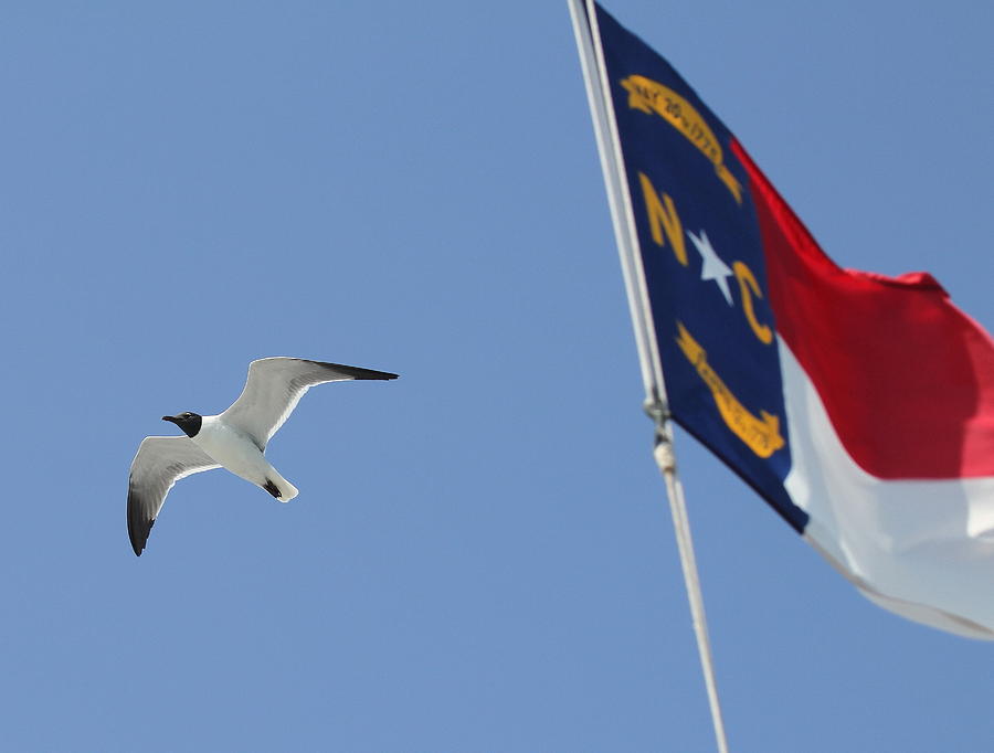 Flag Photograph - North Carolina Flag And Seagull by Cathy Lindsey