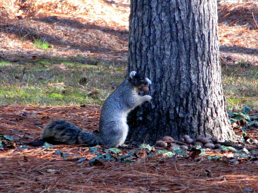 North Carolina Fox Squirrel Photograph by Making Memories Photography LLC
