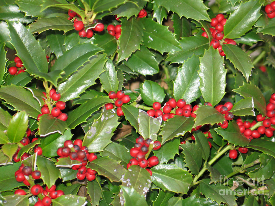 North Carolina Holly Photograph by Victoria Dauphinee