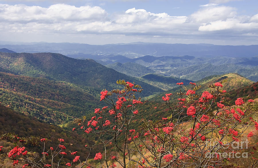 North Carolina Mountains and Ash Berries Photograph by Jill Lang